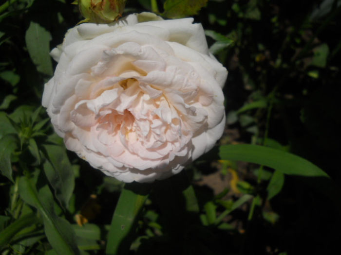 eden rose - trandafiri ll   2013