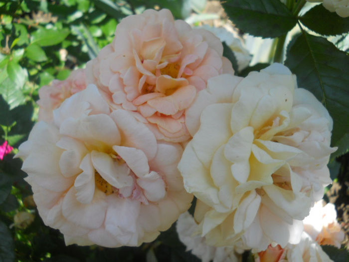 rosagold - trandafiri ll   2013