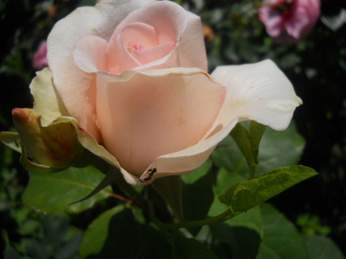 029 - trandafiri ll   2013