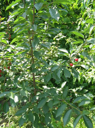 P6150459 - Legume si fructe in gradina mea