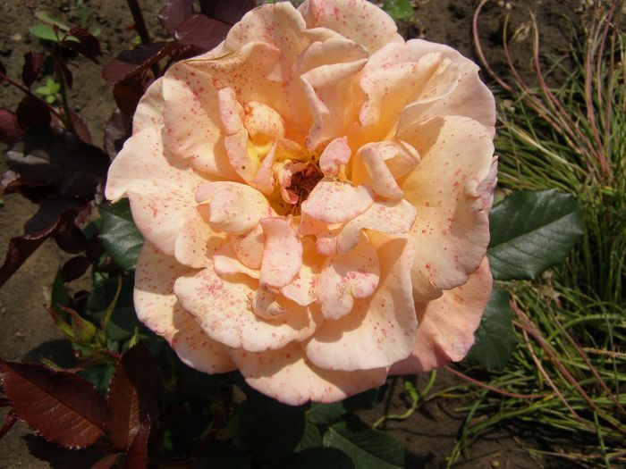P6150457 - Trandafiri-primul an