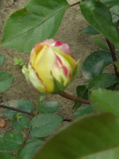 P6150481 - Trandafiri-primul an