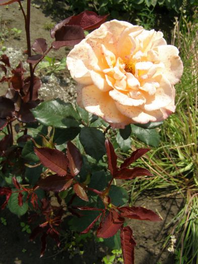 P6150458 - Trandafiri-primul an