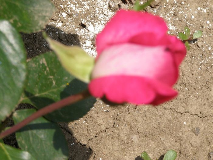 P6150450 - Trandafiri-primul an