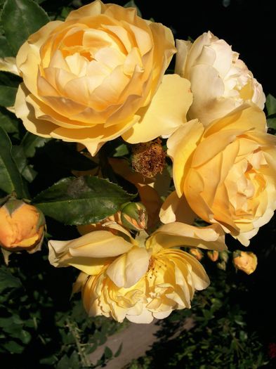 Photo1803 - Graham Thomas