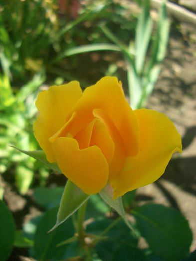 Gold Reef ® • POUldom; Floribunda.  Bred by L. Pernille Olesen (Denmark, 1999). Bred by Mogens N. Olesen (Denmark, 1999).
