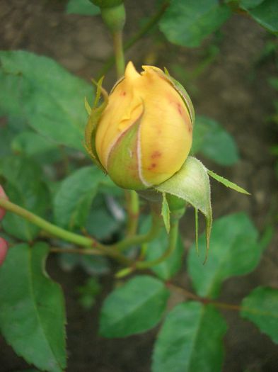 Graham Thomas ® • AUSmas • Lemon Parody; Shrub.  English Rose Collection.  Bred by David Austin (United Kingdom, 1983).
