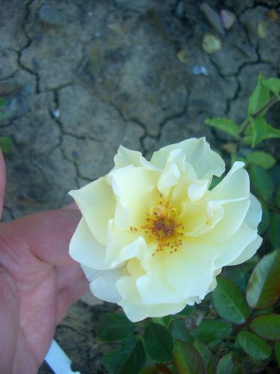 Sonnenschirm • Broadlands • Canicule ® • Creme Brulee • Golden Touch • Sun Umbrella • TANmirsch; Floribunda, Hybrid Rugosa, Shrub.  Bred by Hans Jürgen Evers (Germany, 1994). 
Introduced in Germany by Rosen-Tantau/Tantau Roses in 2004
