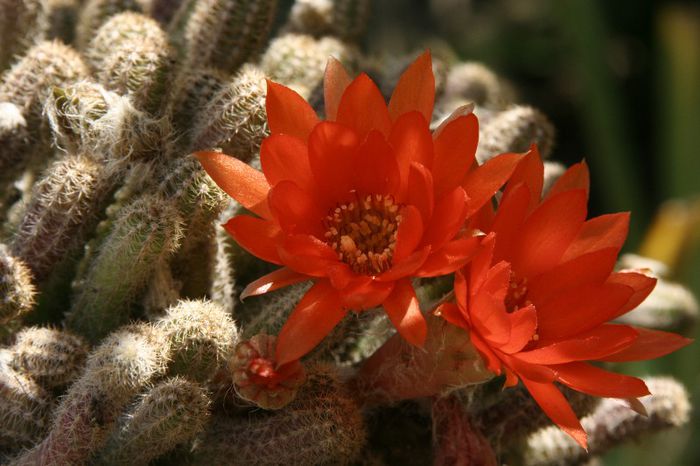 Cactus - 2013 Flori diverse