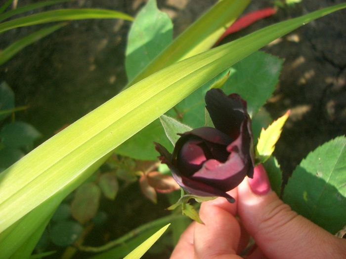 Olde Romeo • HADromeo; Hybrid Tea.  Bred by Harvey D. Davidson (United States, 1993).
