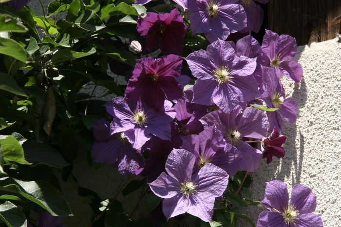 Clematita