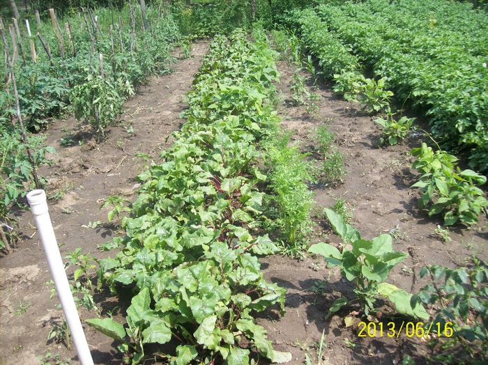 005 - gradina 2013
