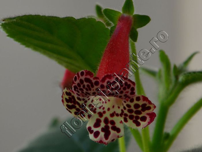 Kohleria Elvy (ni)