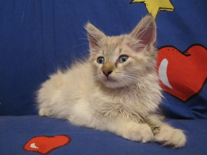 IMG_5787 - PUFOSENIE