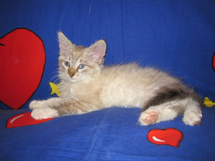 IMG_5794 - PUFOSENIE