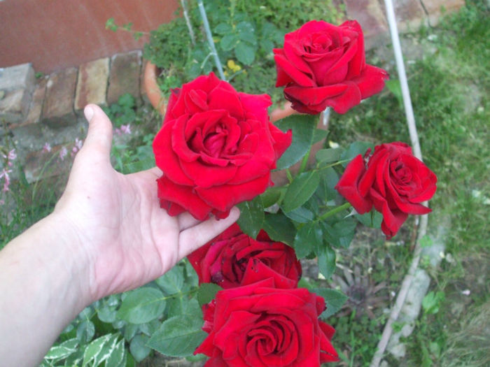 Madame Delbard - vara 2013