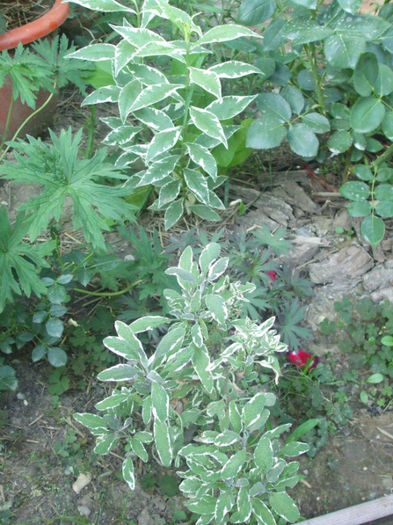 DSCF1857 - vara 2013