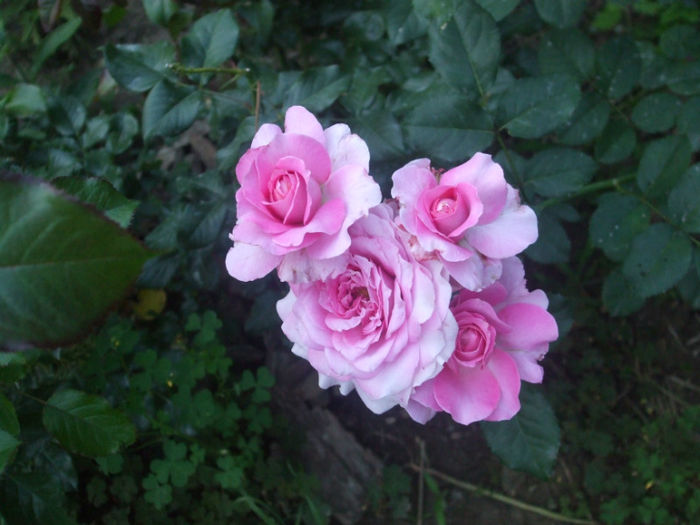 Florajet - vara 2013