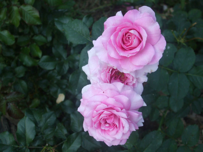 Florajet - vara 2013