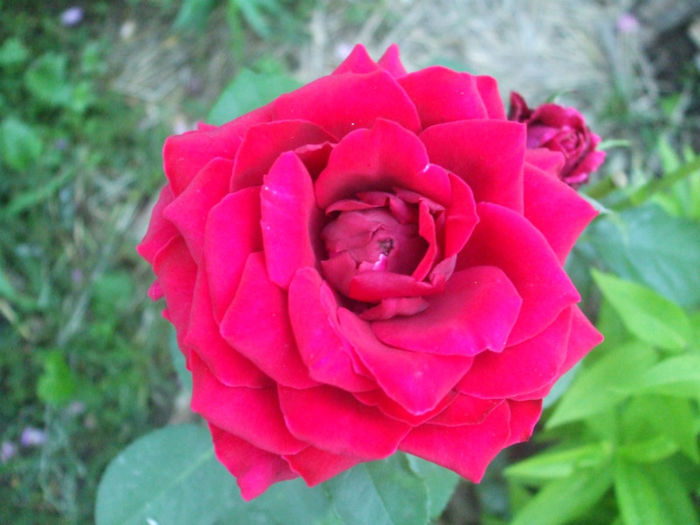 Roche Guyon - vara 2013