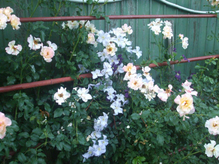 Moonlight si Blue Angel - vara 2013