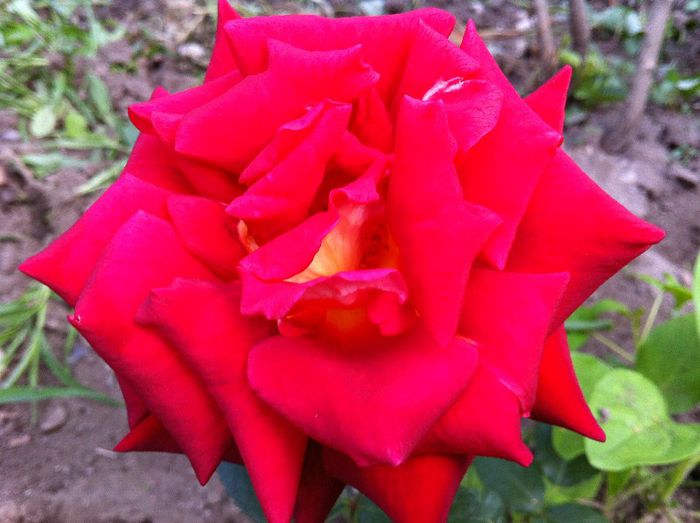 Double Delight - Flori - Gradina 2010-2013