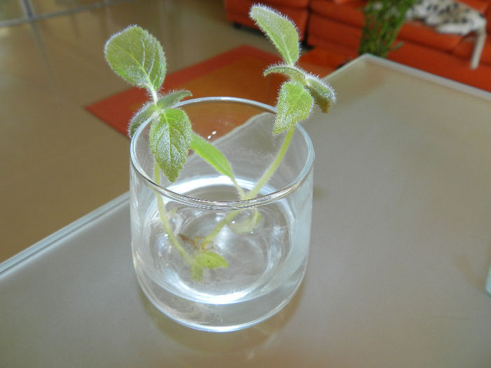 PENTRU DANUTA SI CLAUDIANIC