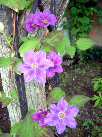 Ashva - CLEMATIS