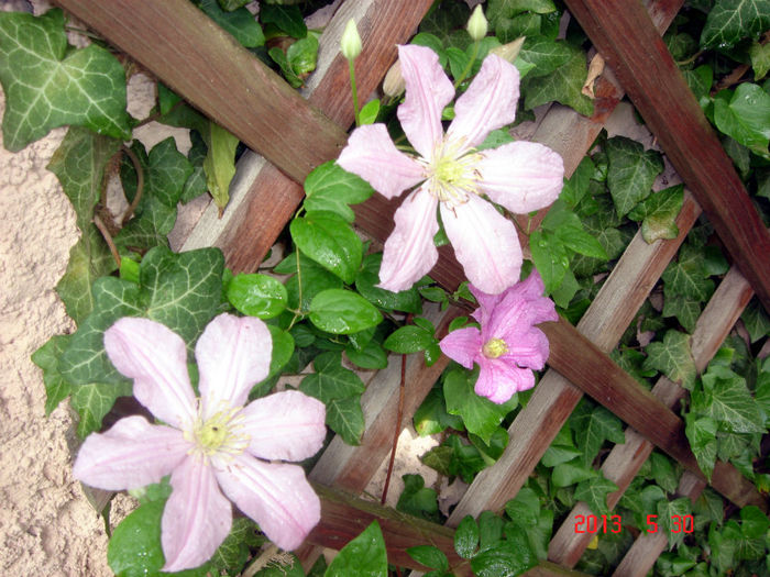 Comtesse de Bouchaud