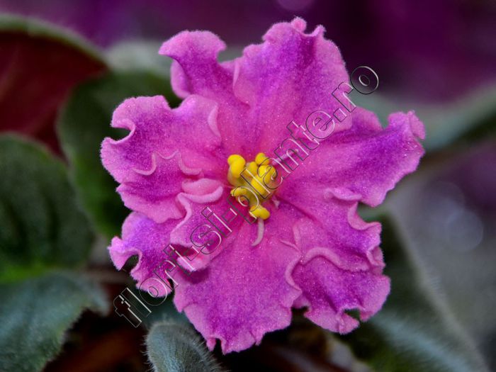 Saintpaulia EK-Boginya Krasoty