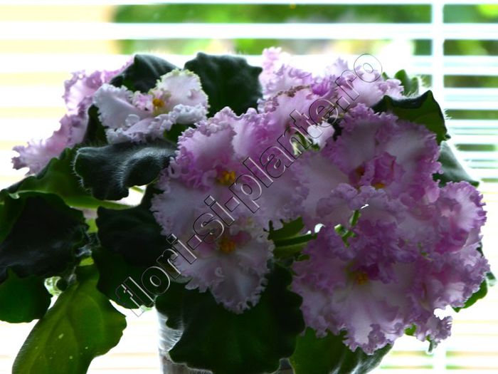 Saintpaulia Williwaw