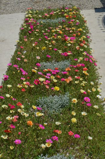 DSC_0990 - 1 COVORUL DIN PORTULACA 2013