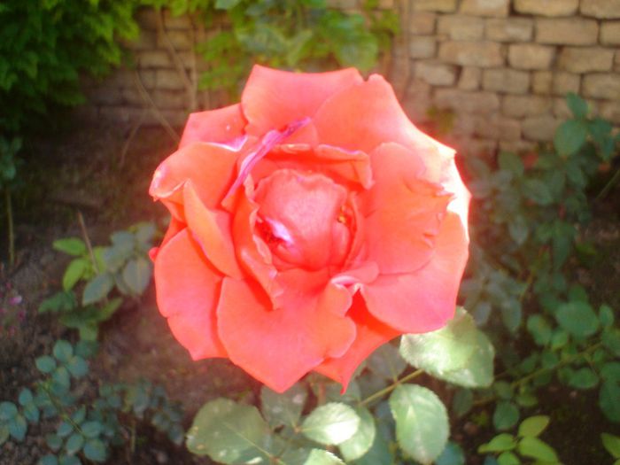 DSC05171 - Trandafirii mei 2013