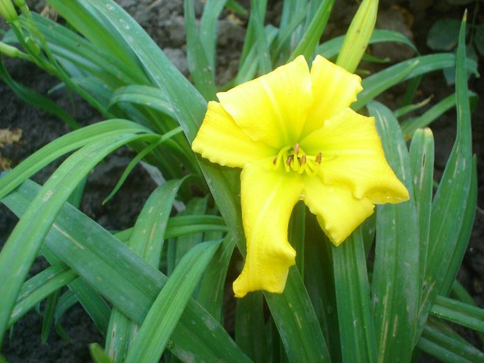 Eenie Weenie - Hemerocallis  2013