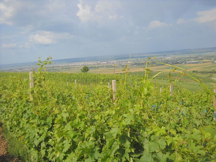 picture 095 - Via noastra