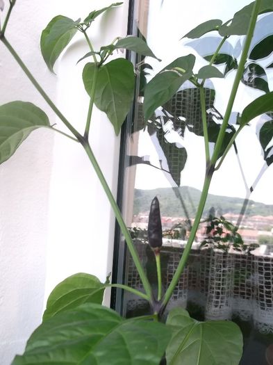 ........ardei iute lung tip vanata; de la doamna Mariana
