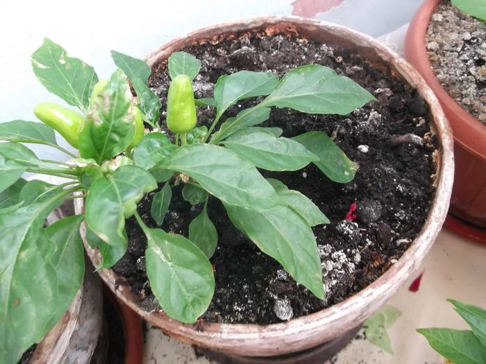 ardei iute galben pitic Germania