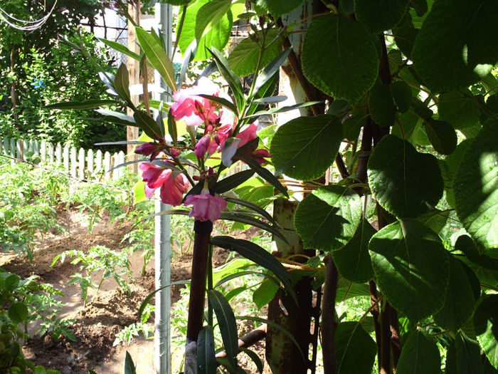 Leandru roz; Leandru roz
