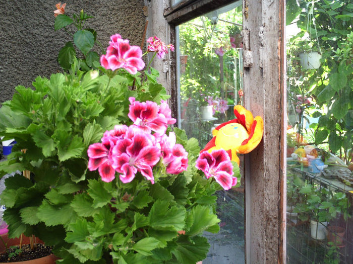 Muscata curgatoare; Muscata curgatoare
