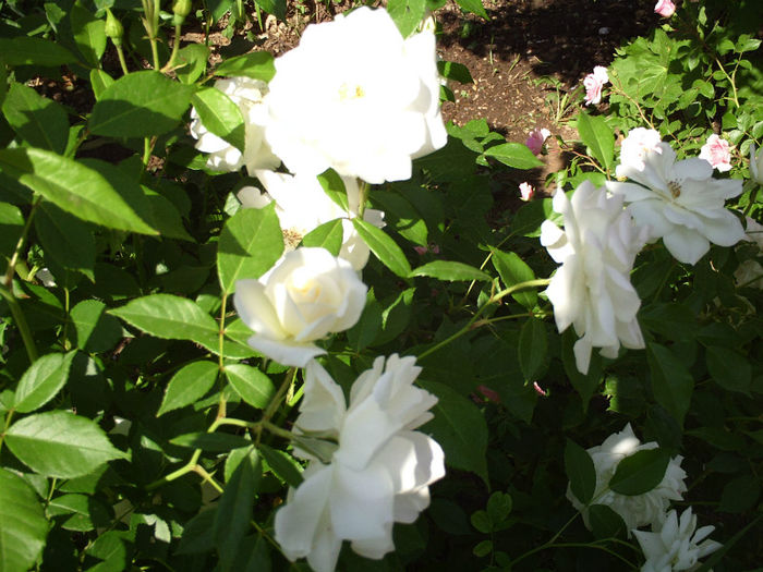 Trandafir Alb; Trandafir Alb
