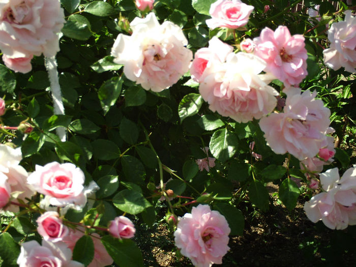 Trandafir roz; Trandafir roz
