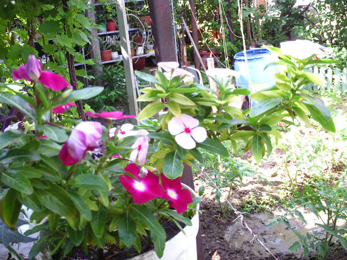 Vinca - Mai 2013