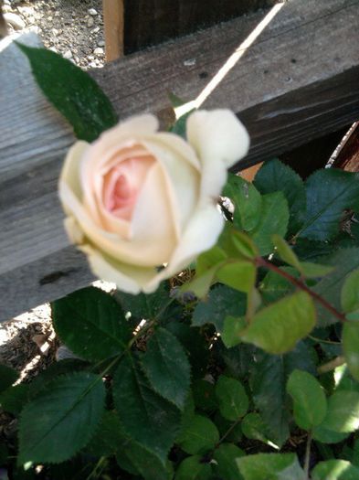 Fotografie2537 - eden rose