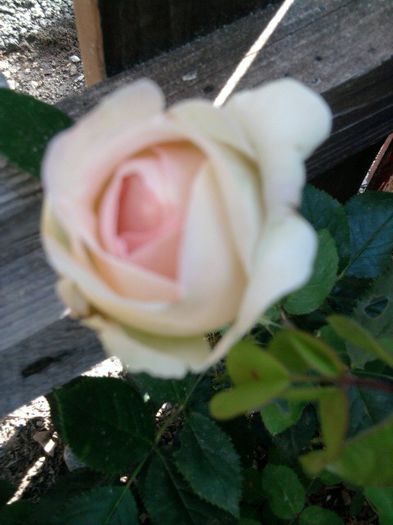 Fotografie2538 - eden rose