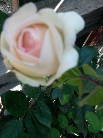 Fotografie2541 - eden rose