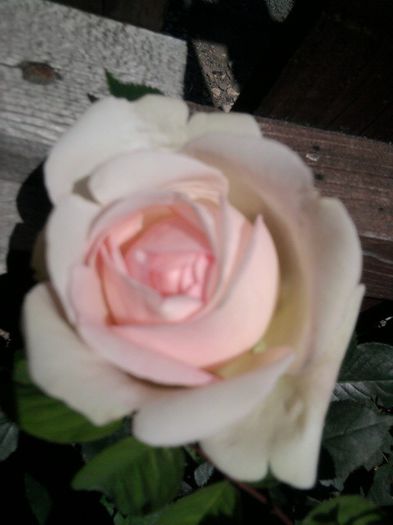 Fotografie2550 - eden rose