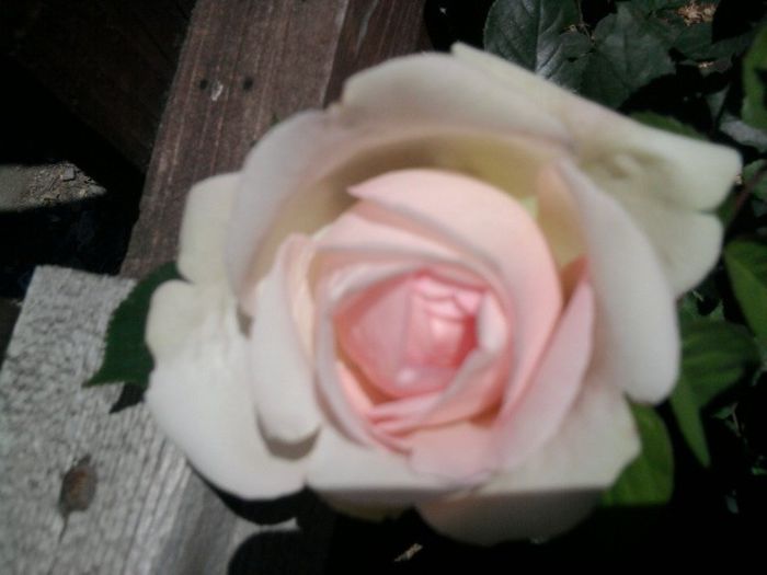 Fotografie2553 - eden rose