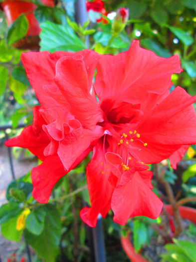 IMG_2315 - HIBISCUS ROSU