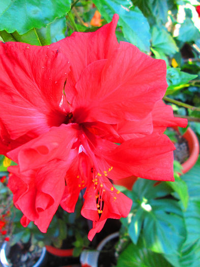 IMG_2317 - HIBISCUS ROSU