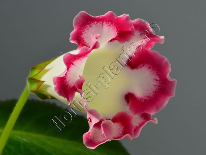 Gloxinia Rosalinda - GLOXINIA _ SINNINGIA